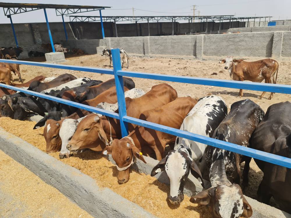 دامداری
