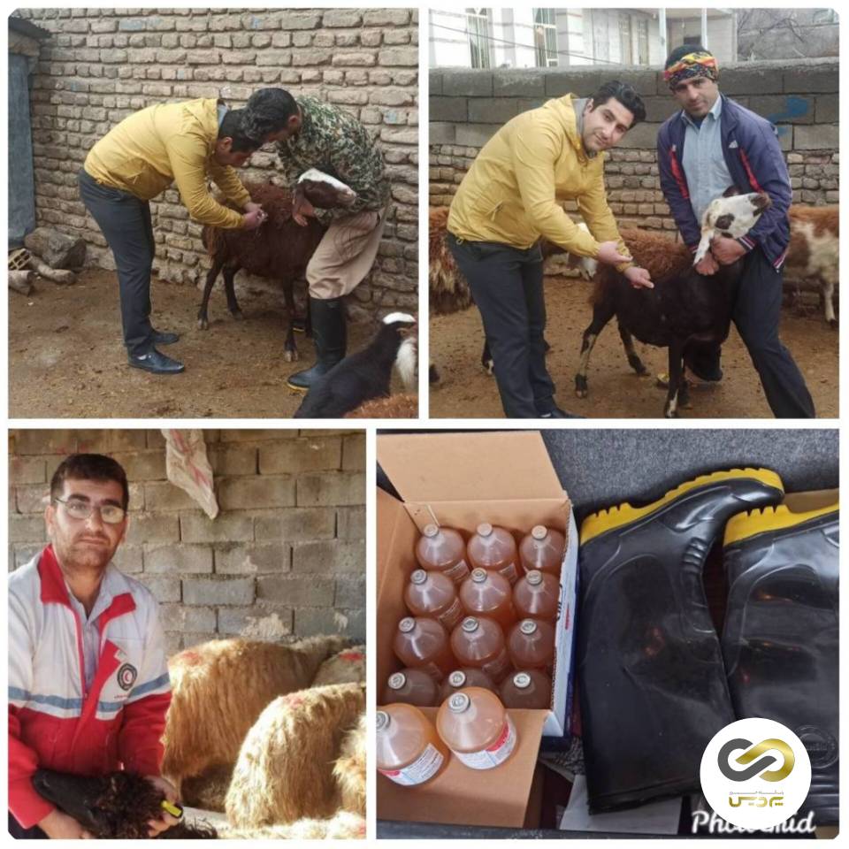 گزارش تصویری واکسیناسیون طرح های اشتغالزایی خرد در استان لرستان